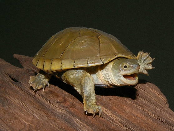 Yellow Mud Turtles - Hatchlings And Yearlings for sale Yellow Mud Turtles - Hatchlings And Yearlings for sale