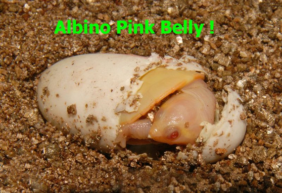 Albino Pink Bellied Side-Necked Hatching at The Turtle Source.