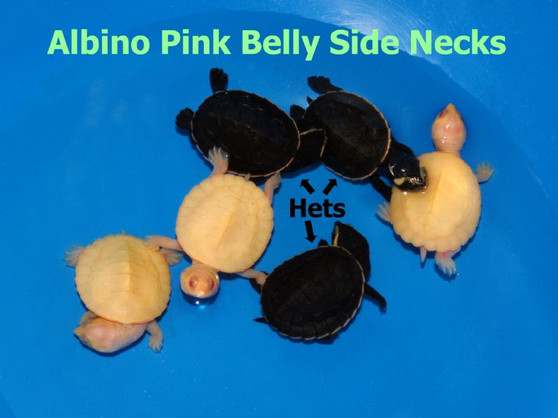 Albino Pink Belly Side Necked Hets