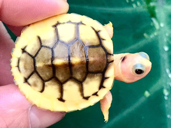 Pretty Carmel Pink Albino Slider for sale at The Turtle Source.
