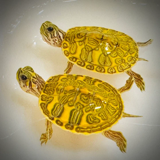 Cute T- Positive Albino Florida Red Belly Cooters available at The Turtle Source.