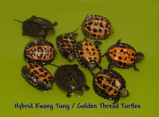 Kwangtung River Turtles for sale at The Turtle Source.
