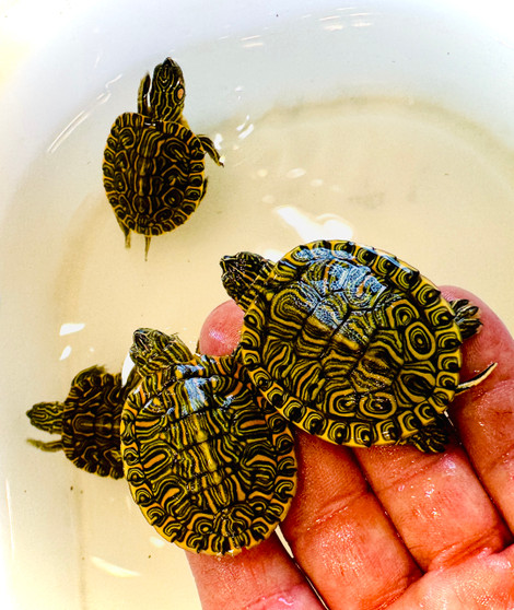 Hatchling Pastel Rio Grande Red Ears for sale at The Turtle  Source.