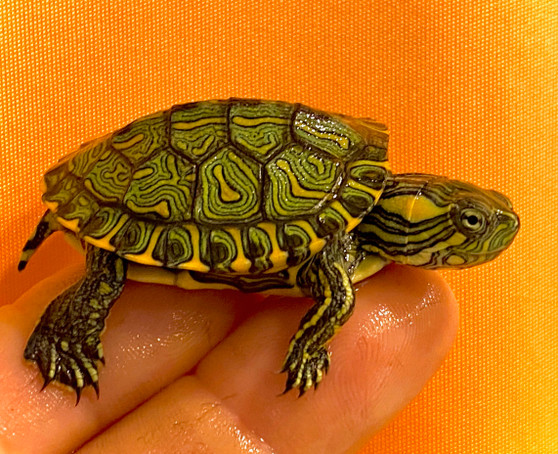 Beautiful Brazilian sliders: Trachemys D'Orbigni slider for sale at The Turtle Source.