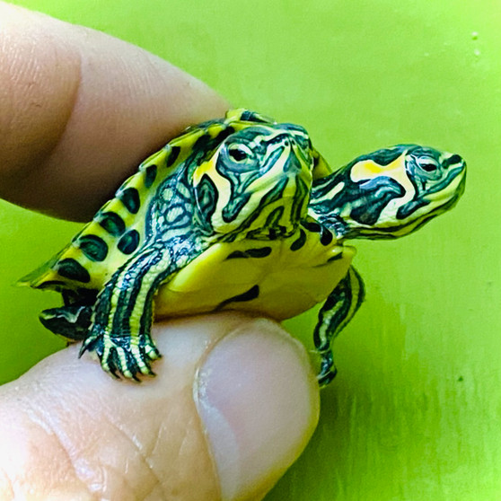 Two Headed Yellow Bellied Slider