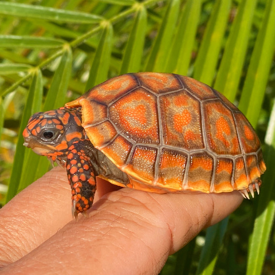 Neon Red Footed Tortoise in front of greenery