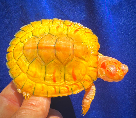 Inferno Albino Red Eared Sliders for sale at The Turtle Source.
