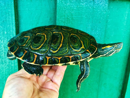 Mexican Ornate Sliders Garden Pond sizes  for sale at The Turtle Source.