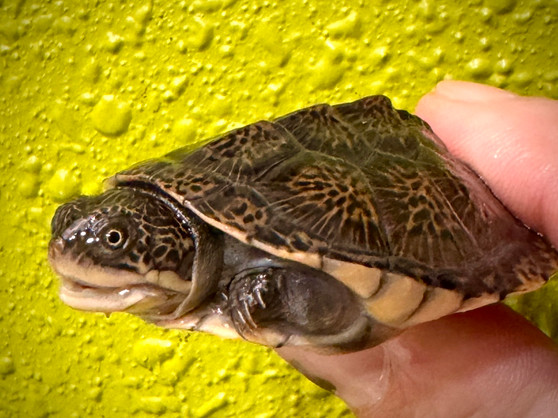 Adenson Terrapin turtle hatchling for sale at The Turtle Source.