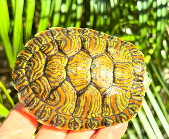 Hybrid Rio Grande Red Ear/Mexican ornate sliders available at The Turtle Source.