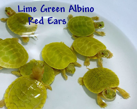 Best Lime Green Albino Red Eared Sliders for sale at The Turtle Source.