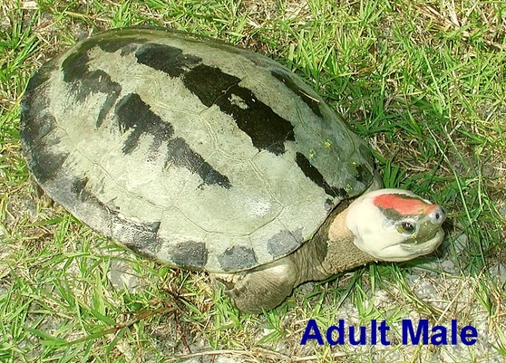 Best Painted River Terrapins for sale at The Turtle Source.