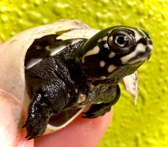 Cute African Keeled Mud Turtles  ( pelusios carinatus) for sale at The Turtle Source.