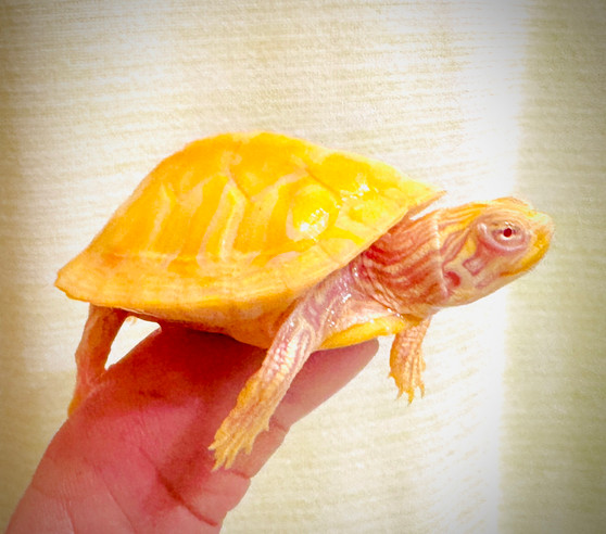 Albino Florida Red Belly cooter hatchling available at The Turtle Source.