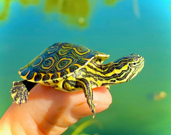 Best Nicaraguan Ornate Sliders For Sale at The Turtle Source.