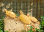 Albino Red Eared Sliders for sale at The Turtle Source.