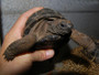 Best Aldabra Tortoises for sale