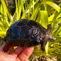 Aldabra Tortoises for sale