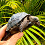 Aldabra Tortoises for sale at The Turtle Source.