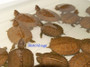 Giant Asian Leaf Turtles for sale at The Turtle Source