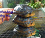 Best Blanding's Turtles for sale