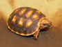 Best Bolivian Cherry Headed Red Footed Tortoises for sale