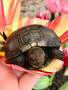 Burmese Brown Mountain Tortoise Basking