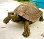 Burmese Brown Mountain Tortoise