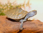 Cagle's Map Turtles  for sale at the Turtle Source.