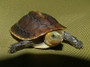 Best Chinese Golden Box Turtles From The Turtle Source