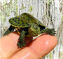 Cute  Baby Golden thread Turtles for sale at The Turtle Source.