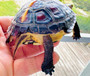 Baby Golden thread Turtles for sale at The Turtle Source.