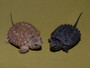 Best Cinnamon Common Snapping Turtles for sale