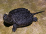 Common Snapping Turtles for sale at The Turtle Source.