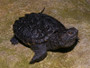 Best Common Snapping Turtles for sale at The Turtle Source.