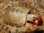 Best Elongated Tortoises for sale at The turtle Source.