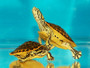 Best Florida Chicken Turtles for sale at The Turtle Source.