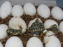 Florida Chicken Turtles available at The Turtle Source.