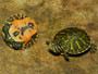 Best Florida Red Bellied Turtles - Hatchlings for sale at The Turtle Source.