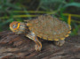 High Orange Mississippi Map Turtles for sale