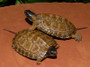 High Yellow North American Wood Turtles