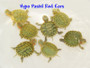 Best Hypo Pastel Red Eared Sliders for sale