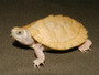 Leucistic Mississippi Map Turtles for sale