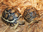Best Leopard Tortoises for sale at The Turtle Source.