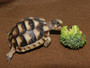 Marginated Tortoises for sale at The Turtle Source.