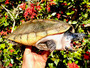 Male Triporcatus 9 inches for sale at The Turtle Source.