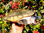 Male Triporcatus 9 inches for sale at The Turtle Source.