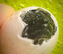 Mexican Giant Musk Turtles