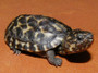 Best Mexican Giant Musk Turtles For Sale