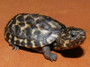 Best Mexican Giant Musk Turtles For Sale at The Turtle Source.